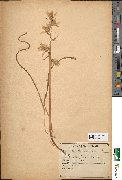 spécimen de Ornithogalum nutans