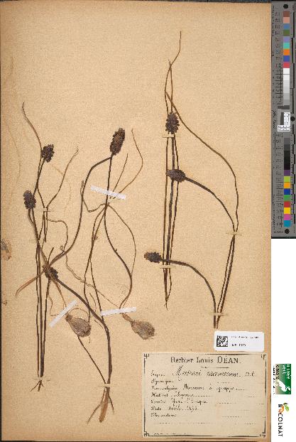 spécimen de Muscari racemosum