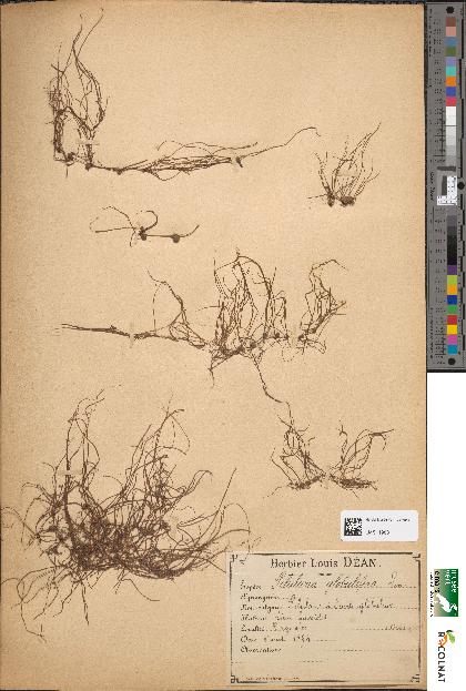 spécimen de Pilularia globulifera