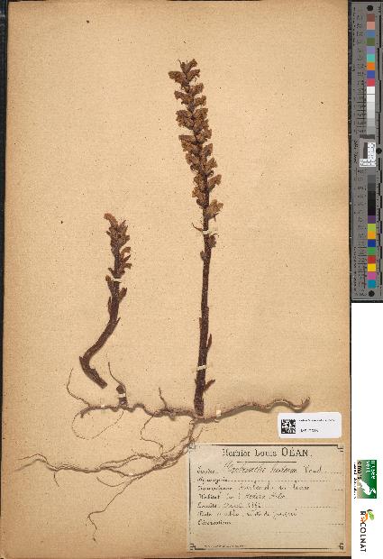 spécimen de Orobanche hederae