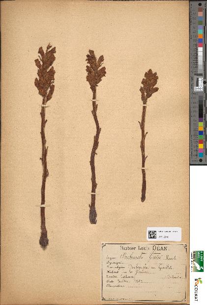 spécimen de Orobanche galii