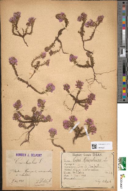 spécimen de Coris monspeliensis