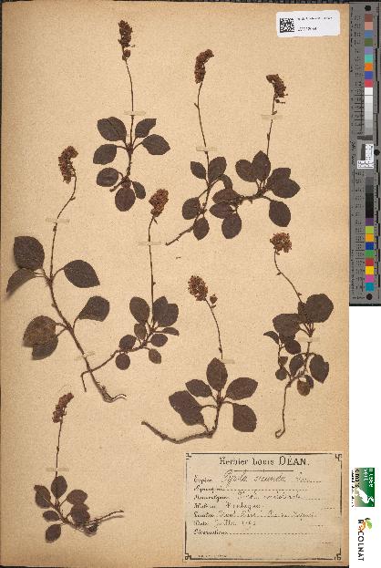 spécimen de Pyrola secunda