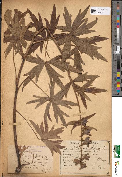 spécimen de Delphinium elatum