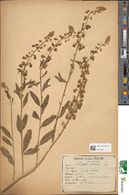 spécimen de Reseda odorata