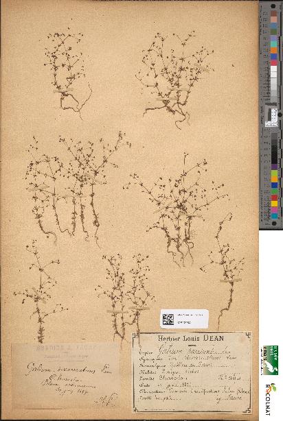 spécimen de Galium parisiense