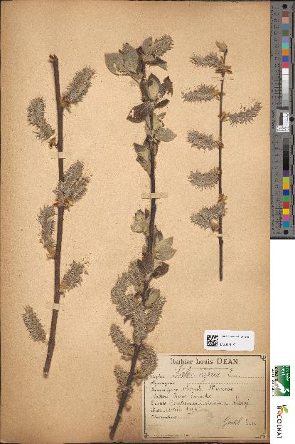 spécimen de Salix caprea