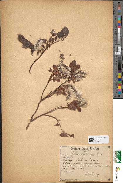 spécimen de Salix pyrenaica