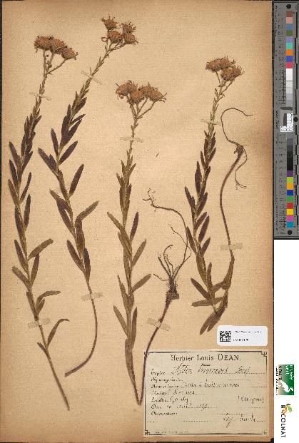 spécimen de Aster trinervis
