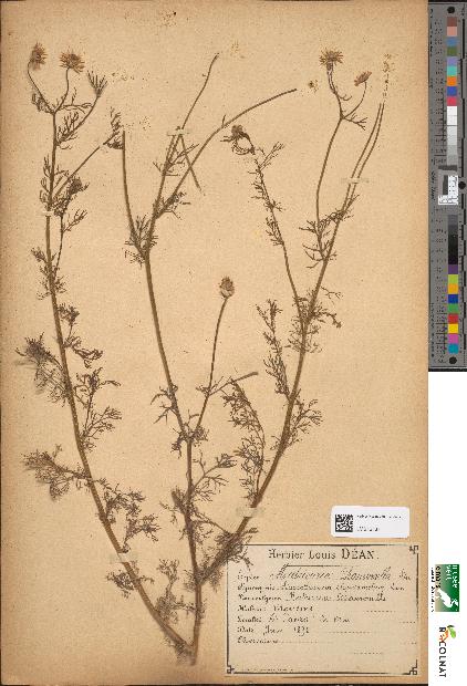spécimen de Matricaria chamomilla