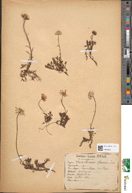 spécimen de Leucanthemum alpinum