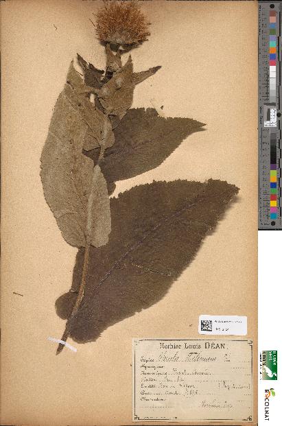 spécimen de Inula montana