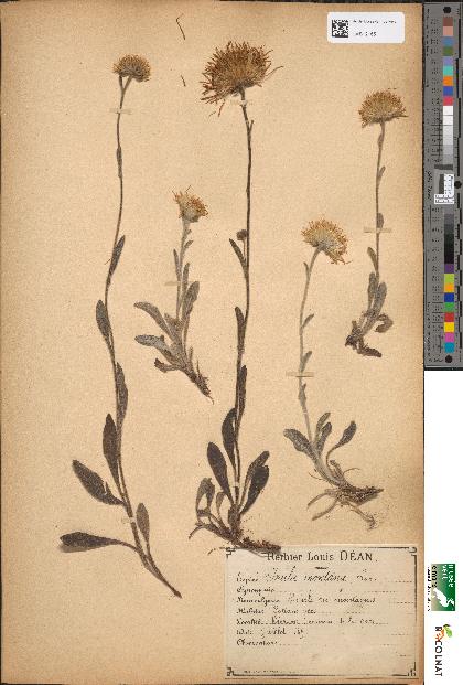 spécimen de Inula montana