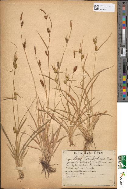 spécimen de Carex hornschuchiana