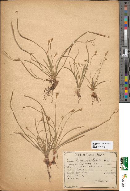 spécimen de Carex ornithopoda