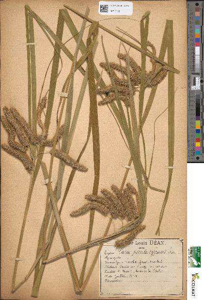 spécimen de Carex pseudocyperus