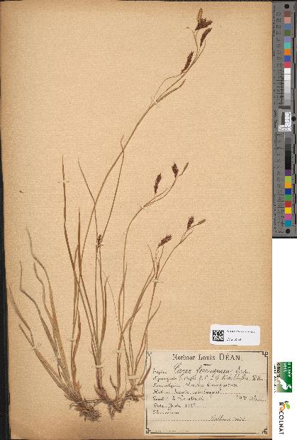 spécimen de Carex ferruginea