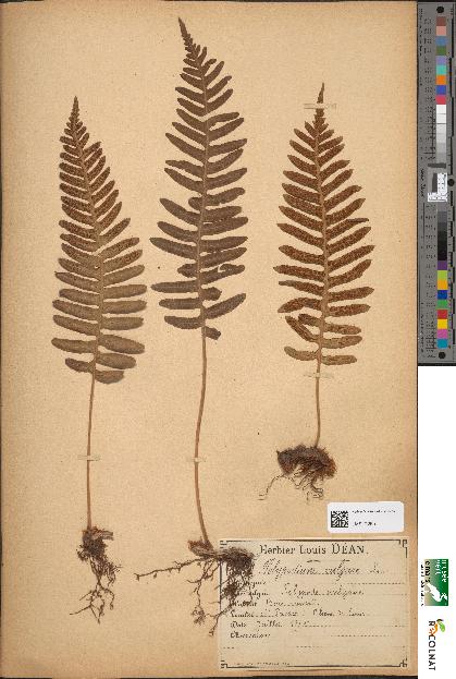 spécimen de Polypodium vulgare