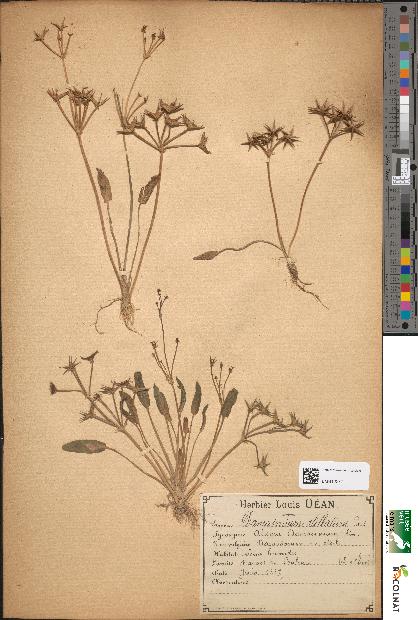 spécimen de Damasonium stellatum