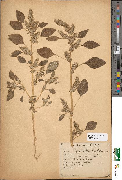 spécimen de Amaranthus retroflexus