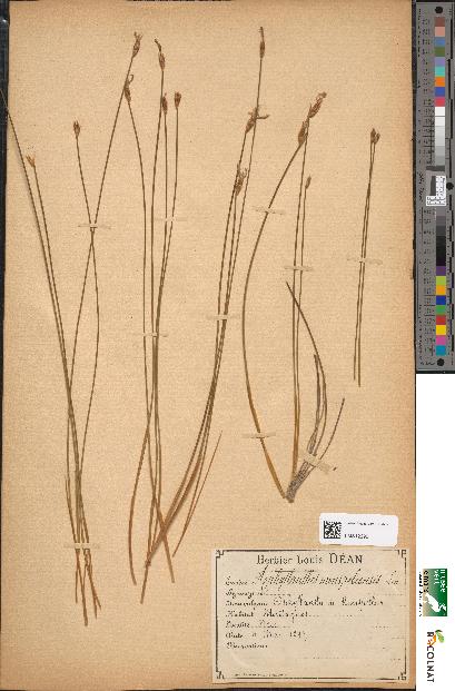 spécimen de Prunus serotina