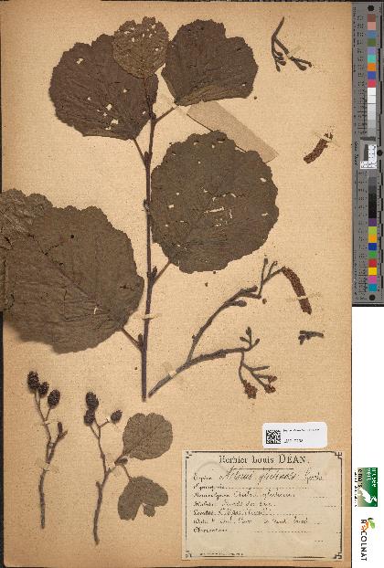 spécimen de Alnus glutinosa