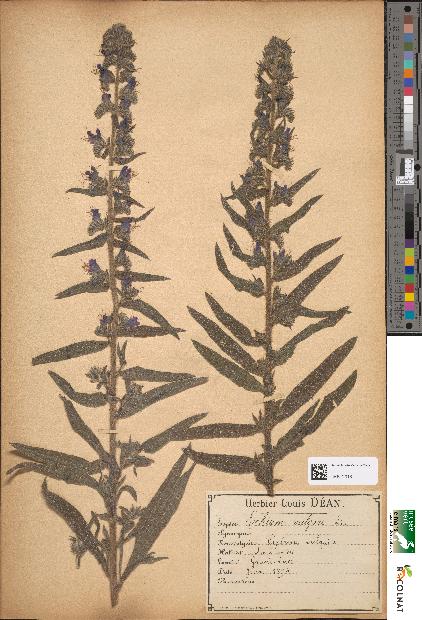 spécimen de Echium vulgare