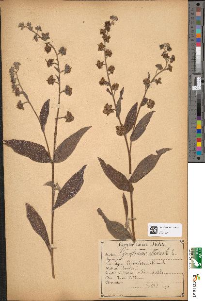 spécimen de Cynoglossum officinale