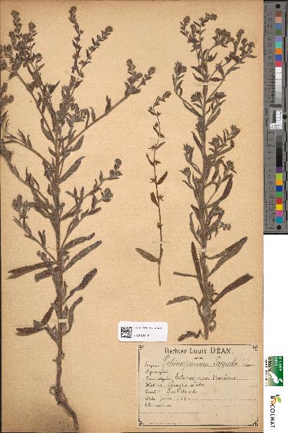 spécimen de Echinospermum lappula