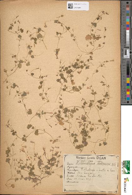 spécimen de Wahlenbergia hederacea
