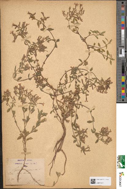 spécimen de Saponaria ocymoides