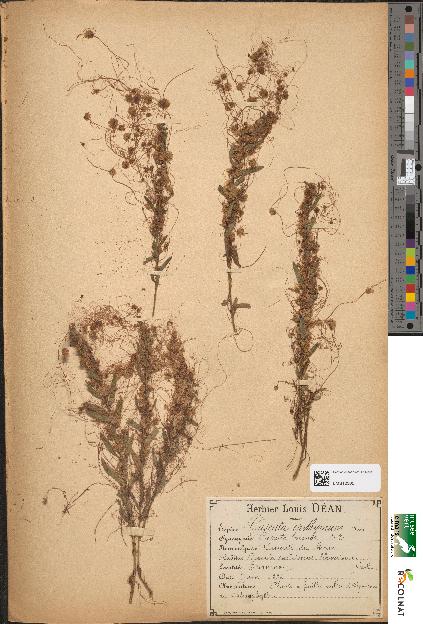 spécimen de Cuscuta epithymum