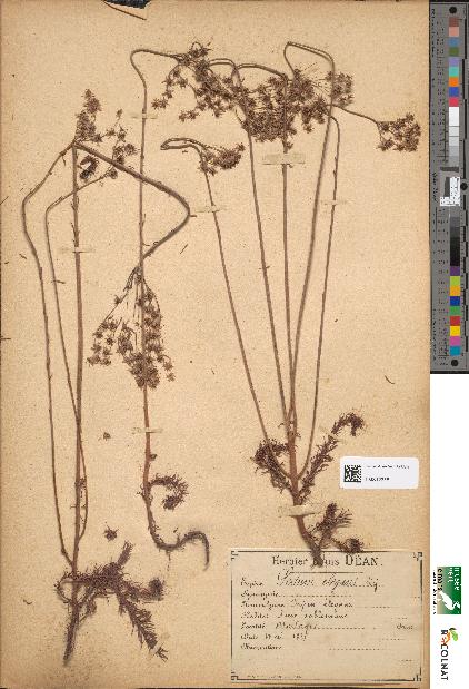 spécimen de Sedum elegans