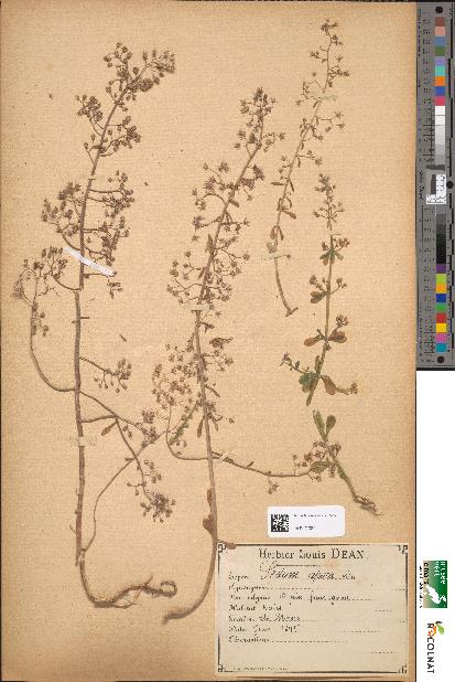 spécimen de Sedum cepaea