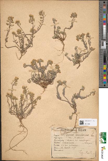 spécimen de Alyssum montanum