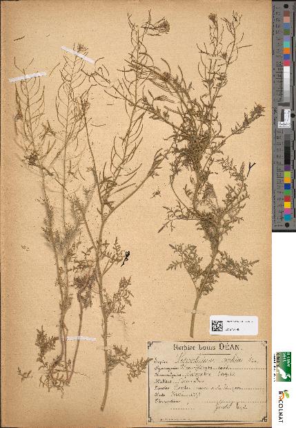 spécimen de Sisymbrium sophia