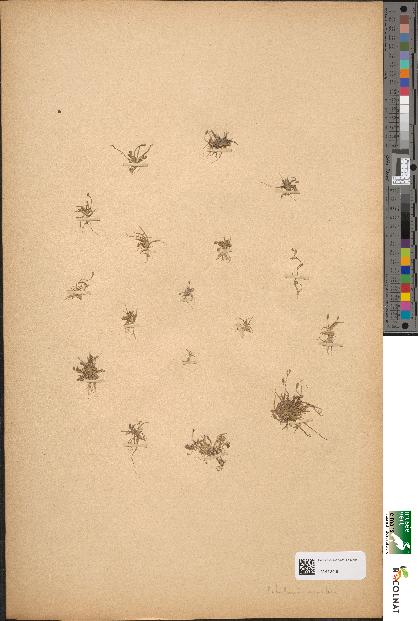 spécimen de Subularia aquatica