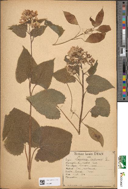 spécimen de Lunaria rediviva