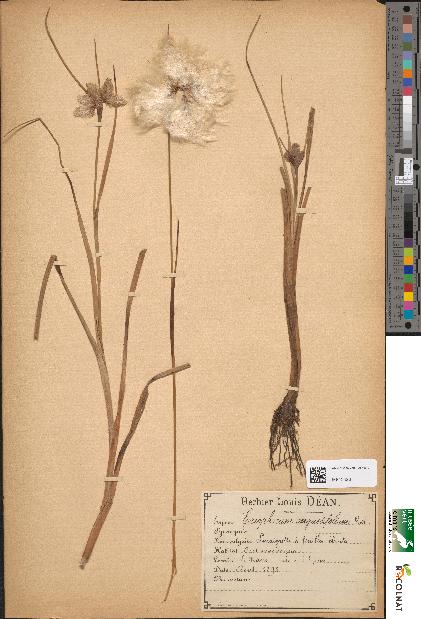 spécimen de Eriophorum angustifolium