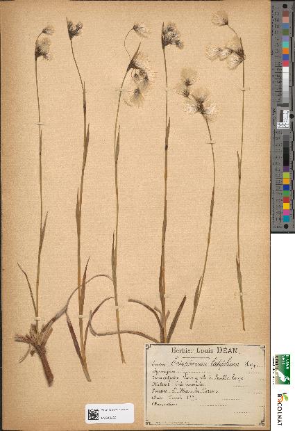 spécimen de Eriophorum latifolium