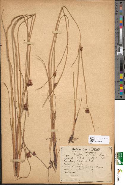 spécimen de Scirpus rothii