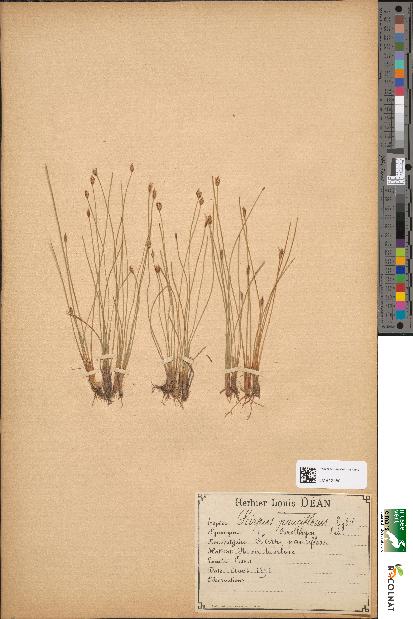 spécimen de Scirpus pauciflorus