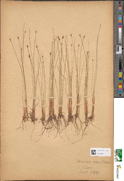 spécimen de Scirpus pauciflorus