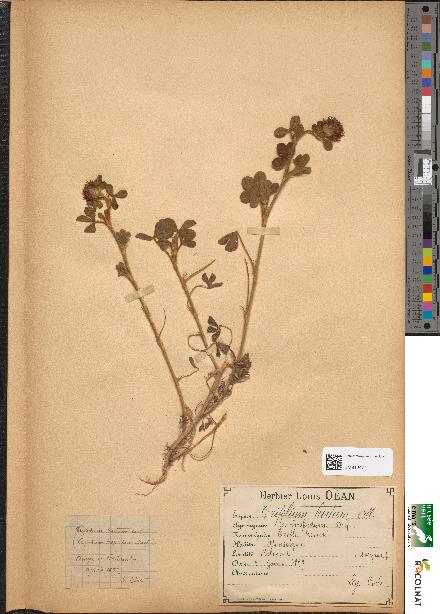 spécimen de Trifolium hirtum