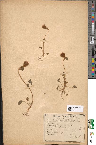 spécimen de Trifolium hirtum