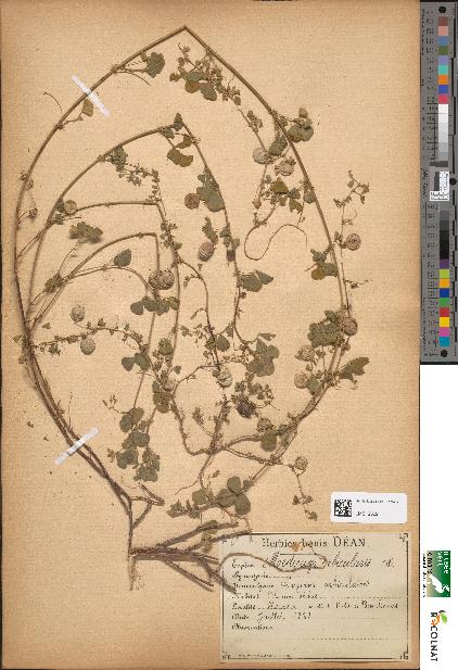 spécimen de Medicago orbicularis