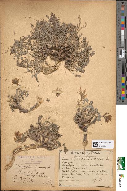 spécimen de Astragalus incanus