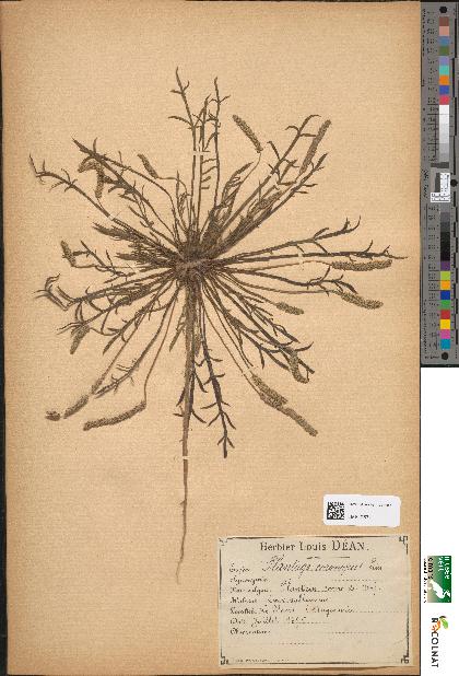 spécimen de Plantago coronopus