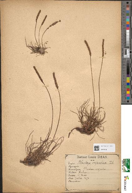 spécimen de Plantago serpentina