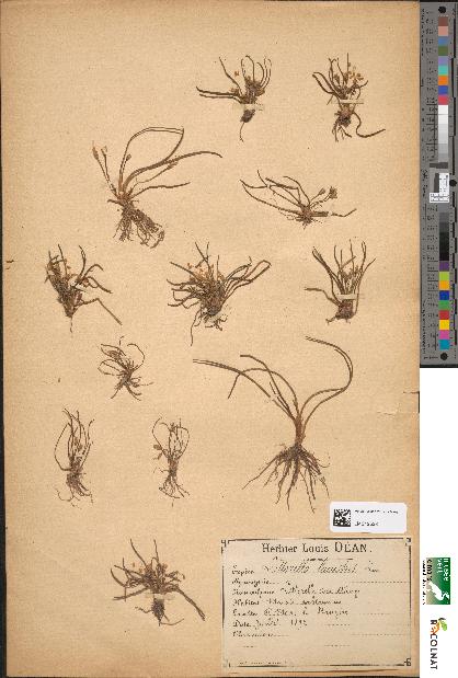 spécimen de Littorella lacustris